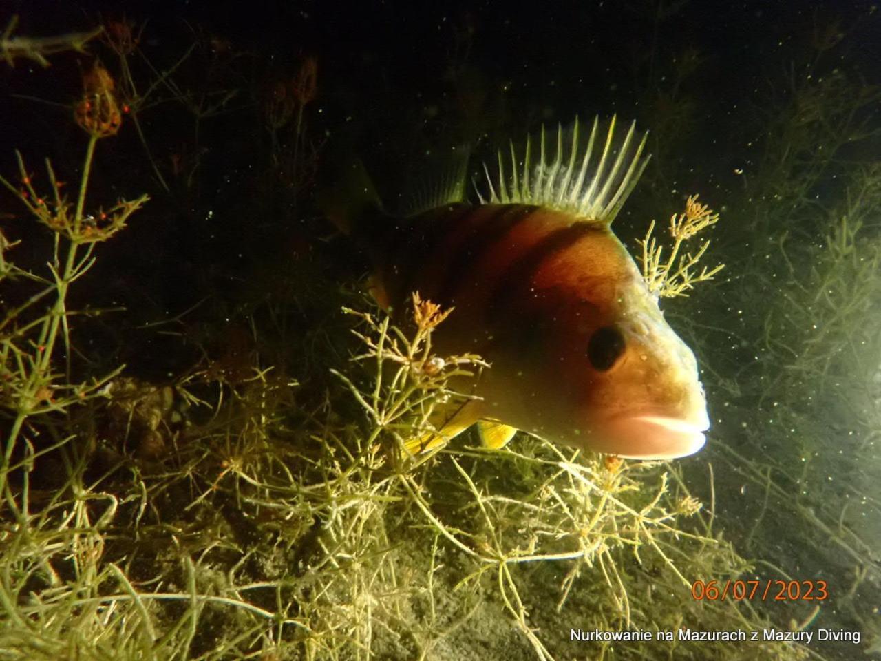 Апартаменты Gdzie Diabel Mowi Dobranoc Пиш Экстерьер фото